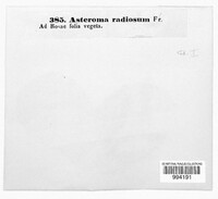 Asteroma radiosum image